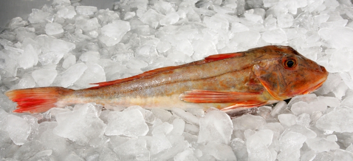 Chelidonichthys lucerna (Linnaeus, 1758) Chelidonichthys lucerna (Linnaeus, 1758)
