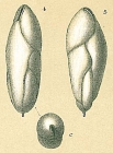 Fursenkoina pauciloculata