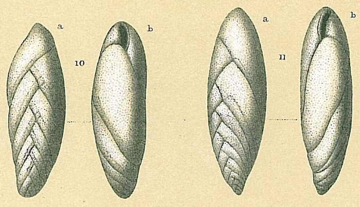 Fursenkoina rotundata