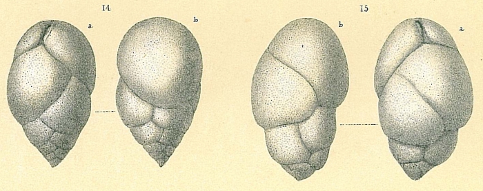 Praeglobobulimina pupoides Praeglobobulimina pupoides