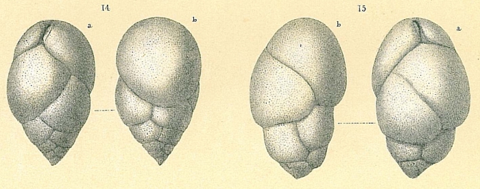 Praeglobobulimina pupoides