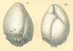 Chromista - Foraminifera (foraminifers)