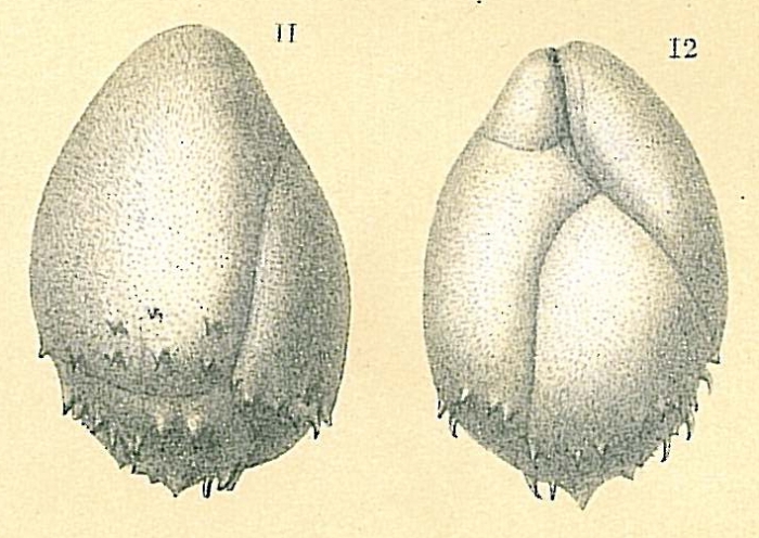 Praeglobobulimina spinescens Praeglobobulimina spinescens