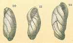 Chromista - Foraminifera (foraminifers)