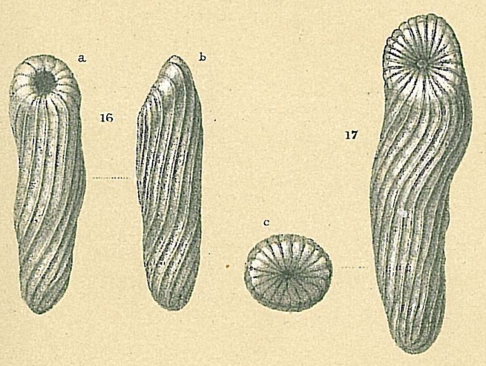 Buliminoides williamsonianus Buliminoides williamsonianus