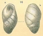 Chromista - Foraminifera (foraminifers)