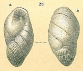 Elongobula arethusae