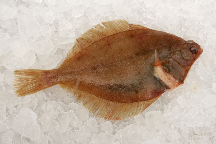 Limanda limanda (Linnaeus, 1758) Limanda limanda (Linnaeus, 1758)