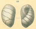 Chromista - Foraminifera (foraminifers)