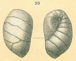 Chromista - Foraminifera (foraminifers)