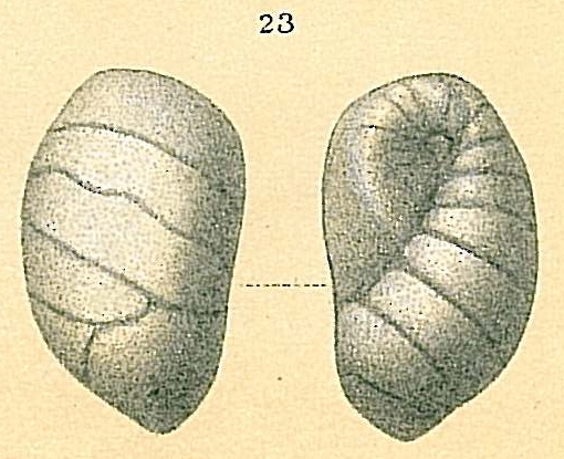 Elongobula sp.nov.