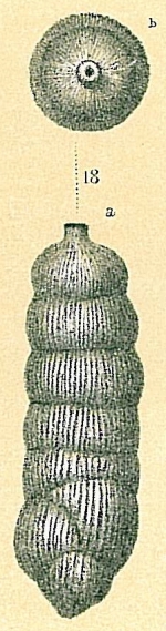Rectuvigerina striata (Schwager, 1866) [Rectuvigerina nicoli sensu Jones, R.W. 1994]