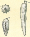 Chromista - Foraminifera (foraminifers)