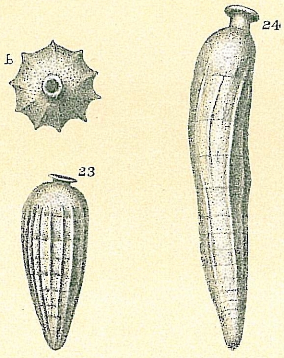 Siphogenerina indica (fig. 23) Siphogenerina raphanus (Parker &amp; Jones, 1865) (fig. 24)