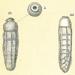 Siphogenerina raphanus