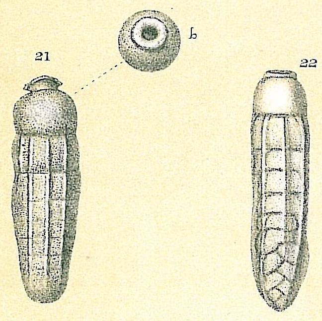 Siphogenerina raphanus Siphogenerina raphanus