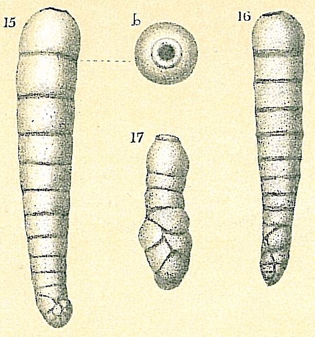Siphouvigerina columellaris Siphouvigerina columellaris