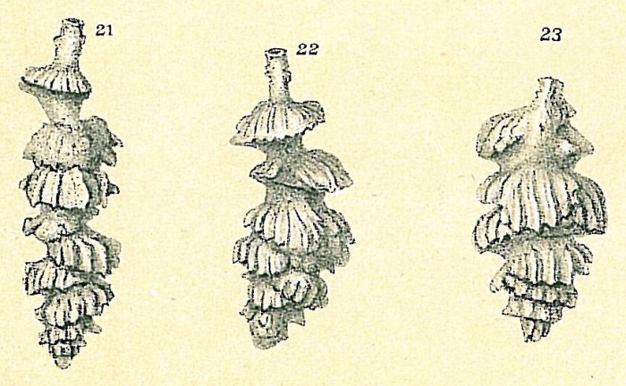 Siphouvigerina porrecta Siphouvigerina porrecta