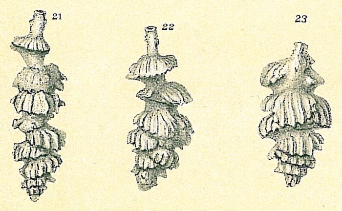 Siphouvigerina porrecta