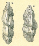 Trifarina angulosa