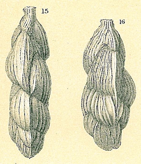 Trifarina angulosa Trifarina angulosa