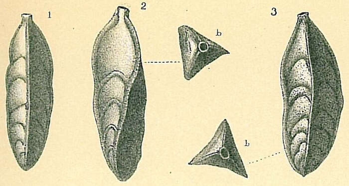 Trifarina bradyi