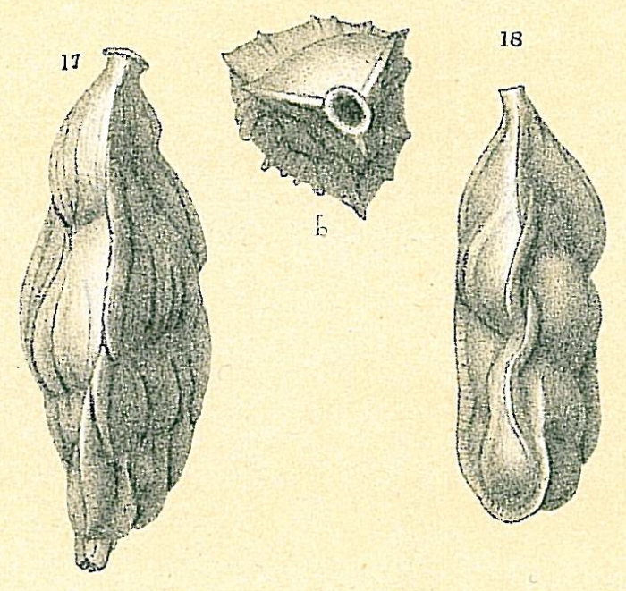 Trifarina carinata