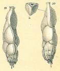 Trifarina spinipes