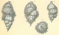 Chromista - Foraminifera (foraminifers)