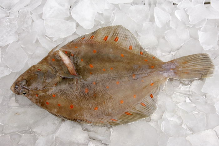 Pleuronectes platessa Linnaeus, 1758 Pleuronectes platessa Linnaeus, 1758