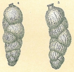 Chromista - Foraminifera (foraminifers)