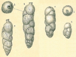 Chromista - Foraminifera (foraminifers)