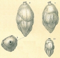 Chromista - Foraminifera (foraminifers)