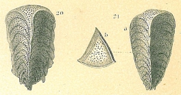 Chrysalidinella dimorpha