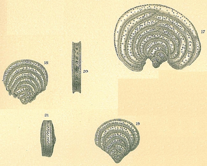 Pavonina flabelliformis