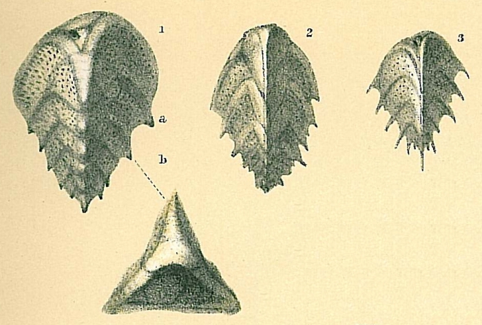 Reussella spinulosa Reussella spinulosa