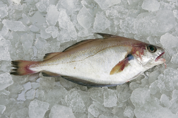 Trisopterus luscus (Linnaeus, 1758) Trisopterus luscus (Linnaeus, 1758)