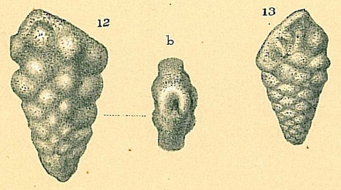 Bolivina decussata Bolivina decussata