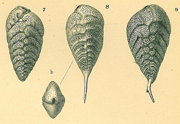 Bolivina robusta