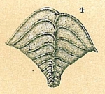 Bolivinella elegans