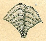 Bolivinella elegans