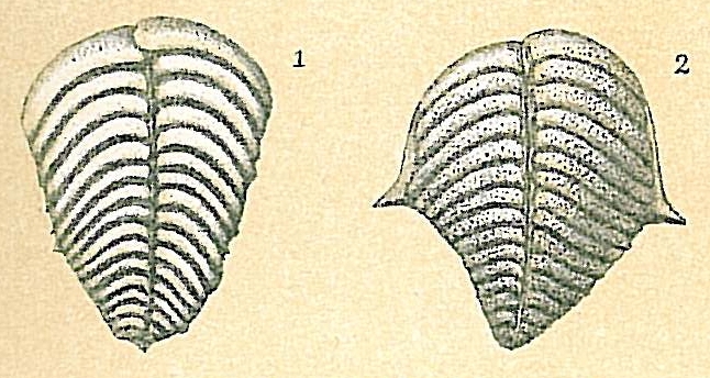 Bolivinella folia