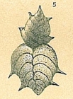 Bolivinella philippinensis