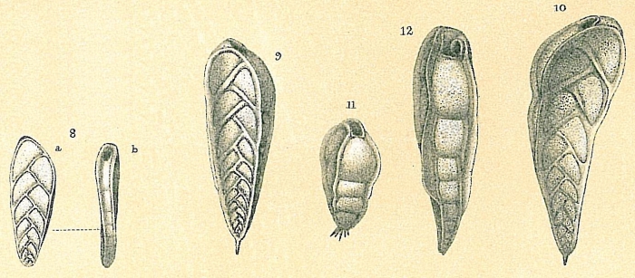 Bolivinita quadrilaterata Bolivinita quadrilaterata