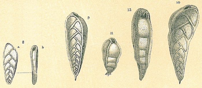 Bolivinita quadrilaterata