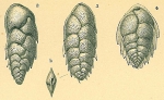 Euloxostomum pseudobeyrichi (Cushman, 1926) [Brizalina alata sensu Jones, R.W. 1994]