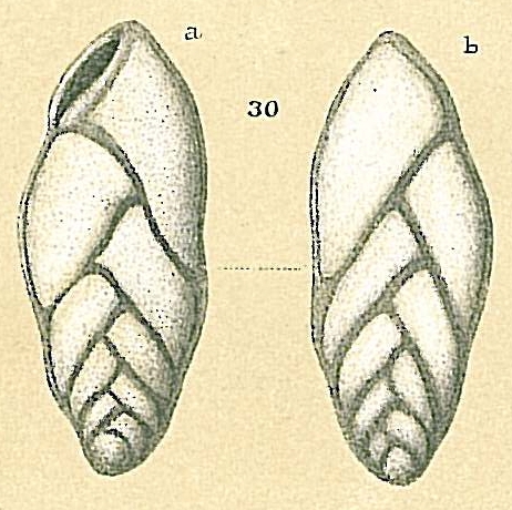 Brizalina nitida Brizalina nitida