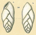 Chromista - Foraminifera (foraminifers)