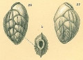 Chromista - Foraminifera (foraminifers)