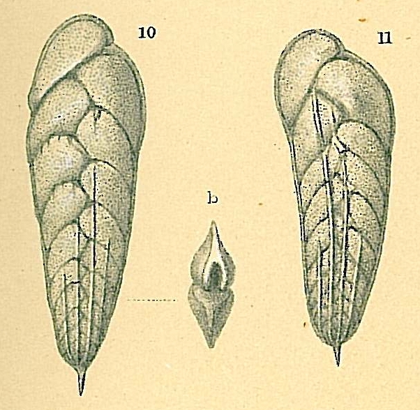 Brizalina subaenariensis var. mexicana Brizalina subaenariensis var. mexicana